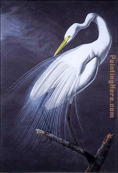 Great Egret painting - John James Audubon Great Egret art painting